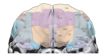 <p>fonctionnellement</p><p></p>