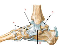 <p>B?</p>