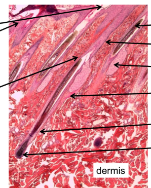 <p>Label this diagram</p>