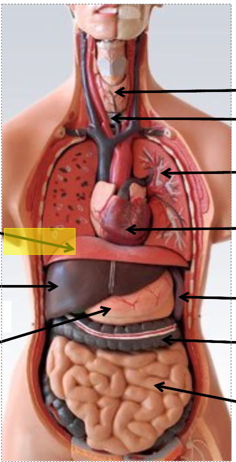 <p>identify the body cavity</p>