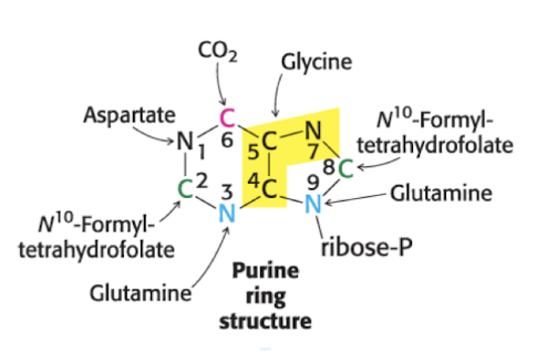 <ol><li><p>Asparte</p></li><li><p>N-formyl tetrahydrofolate</p></li><li><p>Glutamine</p></li><li><p>Glycine</p></li><li><p>Glycine</p></li><li><p>CO2</p></li><li><p>Glycine</p></li><li><p>N-formyl tetrahydrate</p></li><li><p>Glutamine</p></li><li><p>Ribose-P</p></li></ol><p></p>