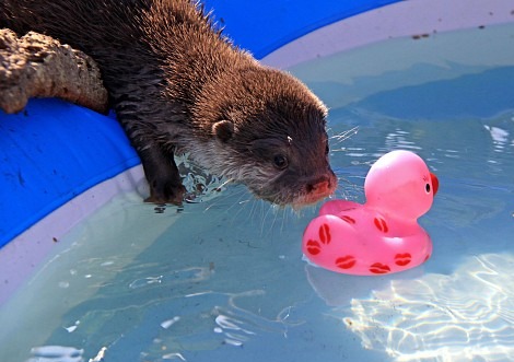 <p> Lorsque vous sortez mouillés d’une piscine, vous avez une sensation de froid, expliquez ce phénomène.</p><p class="has-focus"></p><p class="is-empty is-editor-empty has-focus"></p>