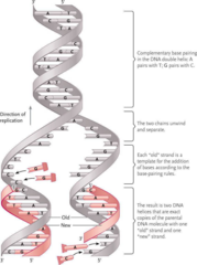 <p>DNA replication occurs, creating two identical copies of the genome.</p>