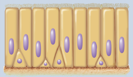<p>What class of epithelium is this?</p>