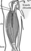 <p>Fusiform </p>