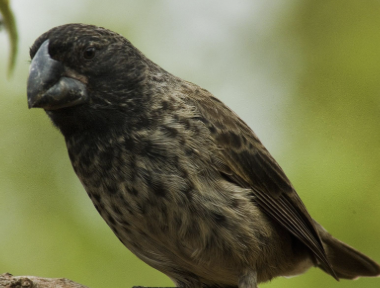 <ul><li><p><em>Geospiza magnirostris </em></p></li><li><p>least concern</p></li><li><p>the largest of Darwin’s finches both in size and beak size. they have large, short beaks for cracking large seeds and nuts </p></li></ul><p></p>