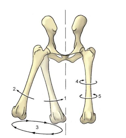<p>Which movement is pictured in 3?</p>