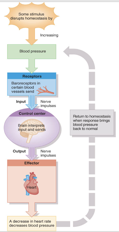 <p>blood pressure regulation by heart rate </p>