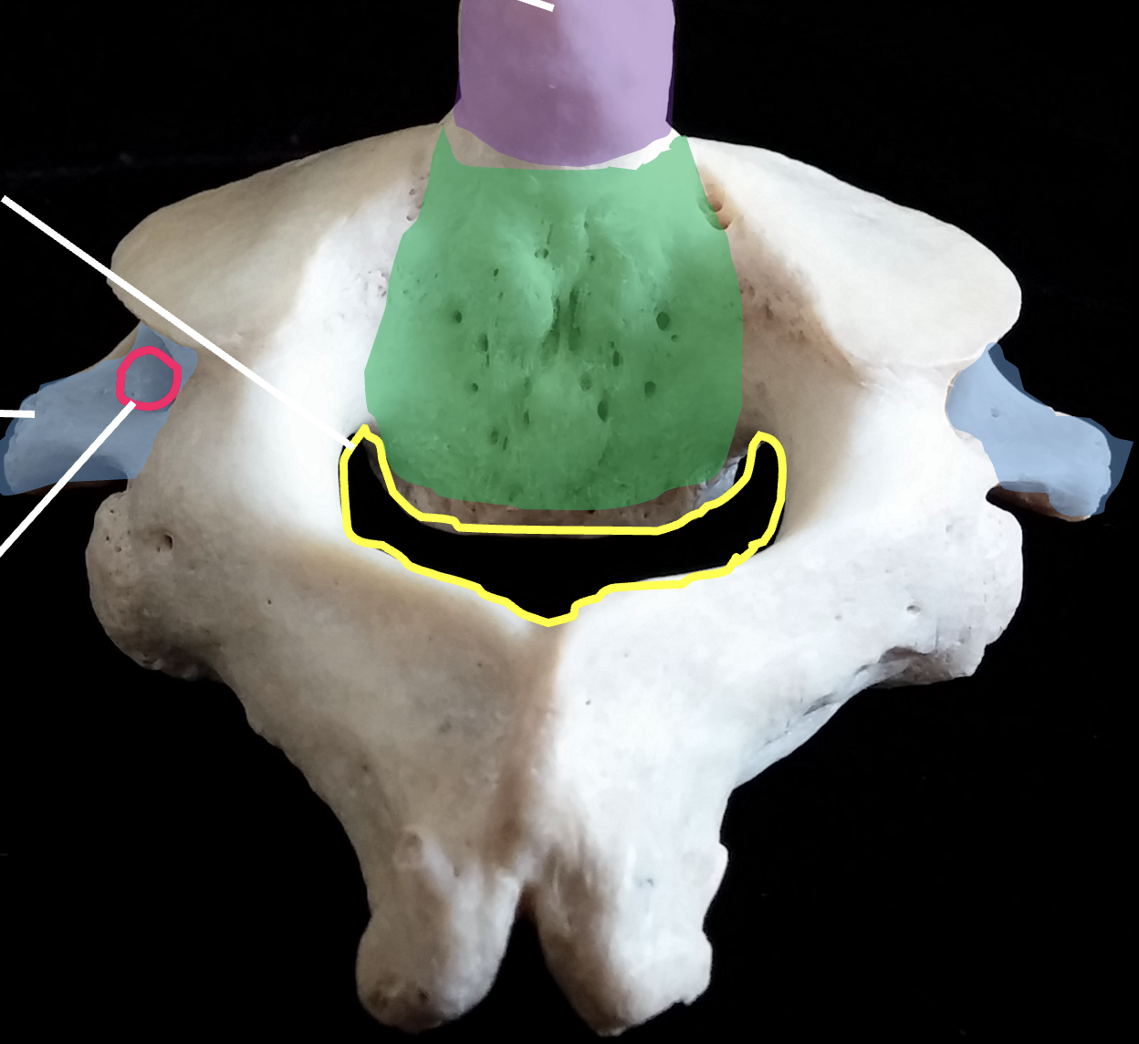 <p>What is the green region highlighted on the C2, axis?</p>