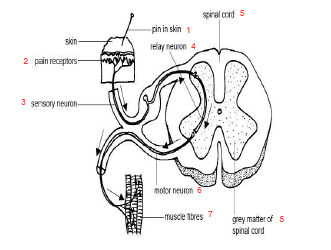 <p>sensation, pain receptors, sensory neuron, relay neuron, spinal cord, motor neuron, muscle fiber response</p>