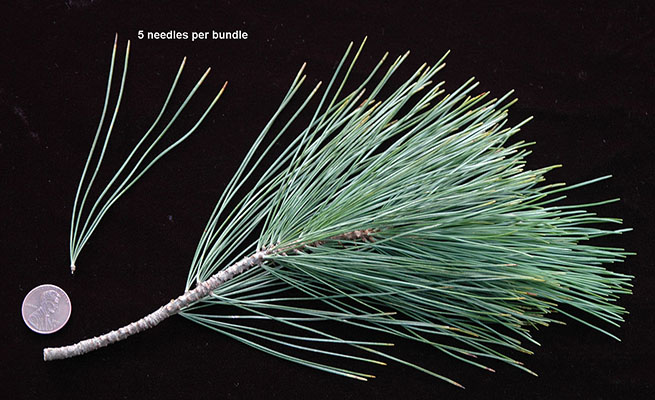 <p>Needles in bundles of 5. Cones are reddish brown without prickles. White tips on the cones are dried sap. </p>