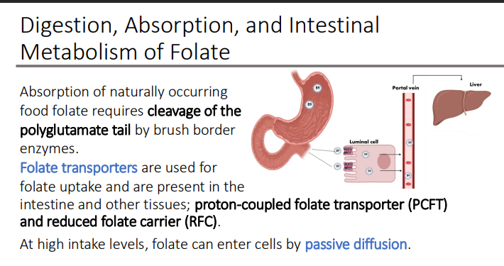 <p>passive diffusion </p>