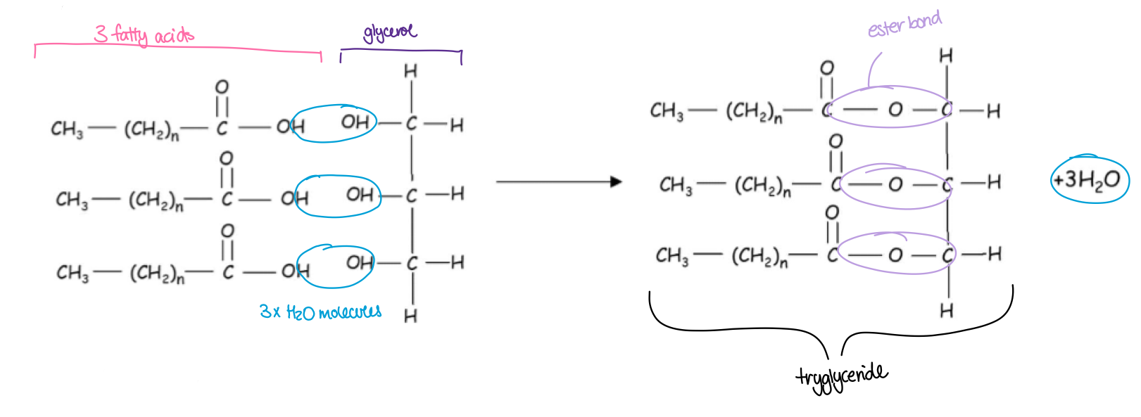 <p>made of one glycerol and three fatty acid molecules in a condensation reaction</p>