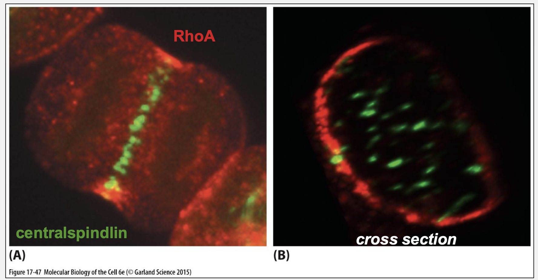 <p>Central spindle recruits <strong>centralspindlin → RhoGEF → RhoA activation</strong></p>