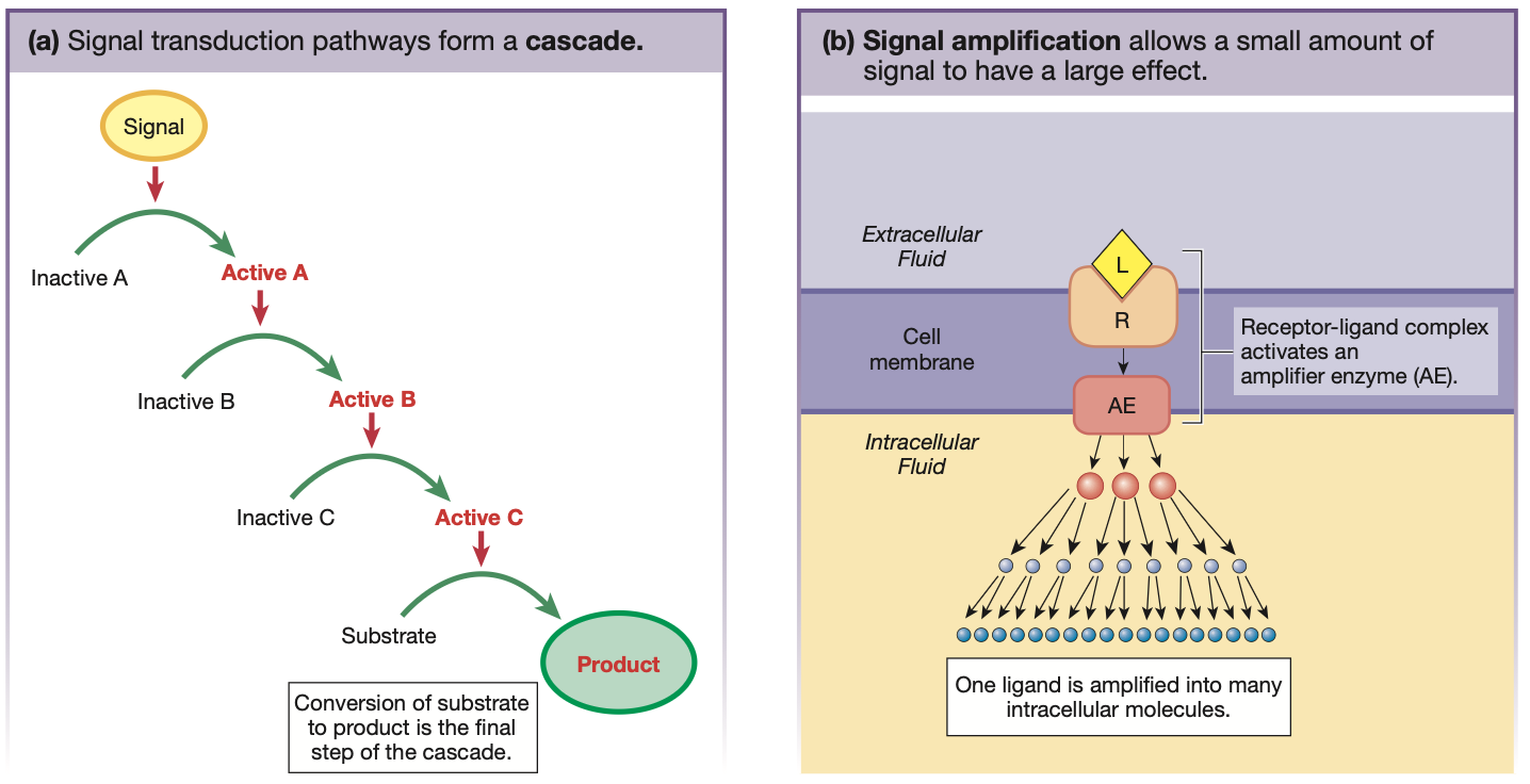 <ol><li><p><strong><mark data-color="red" style="background-color: red; color: inherit;">Signal cascade</mark></strong> — Conga line of signal molecules and activated proteins until <span style="color: yellow;"><strong>last messenger</strong> </span>activated conversion of a <span style="color: yellow;"><strong>substrate</strong></span> into a <span style="color: yellow;"><strong>product</strong></span></p></li><li><p><strong><mark data-color="red" style="background-color: red; color: inherit;">Signal amplification</mark></strong> — First ligand-receptor complex activated an <span style="color: yellow;"><strong>amplifier enzyme</strong></span>, which propagates the signal to many intracellular molecules ← small signal, BIG response</p></li></ol><p>BOTH TRANSDUCTION TYPES <strong><mark data-color="yellow" style="background-color: yellow; color: inherit;">CAN OCCUR IN TANDEM</mark></strong></p>