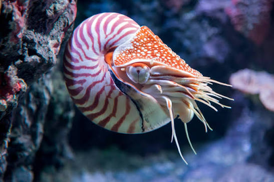 <p>nautilus</p>