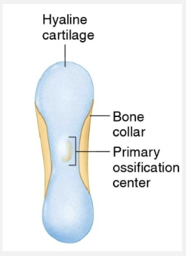 <ul><li><p>Starting from hyaline cartilage </p></li><li><p>Has the shape of the future bone &amp; will enlarge via interstitial growth</p></li></ul><p></p>