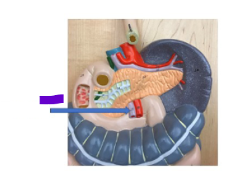 <p>What is the purple arrow?</p>
