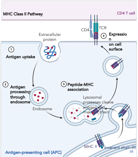 <p>endocytosis of extracellular protein, processed through endosome</p><ul><li><p>MHC II with pre-loaded invariant chain is dispatched</p></li><li><p>endosome and vesicle with MHC II combine</p></li><li><p>invariant chain is displaced by peptide</p></li><li><p>vesicle is transported to surface</p></li></ul><p></p>