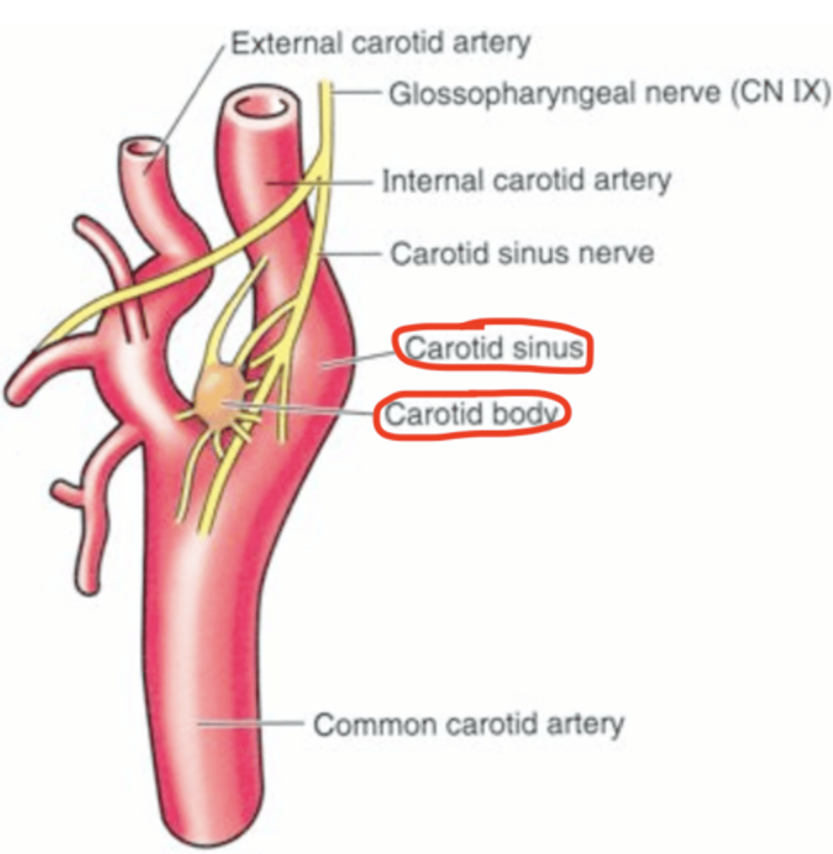 <p>What does the carotid sinus nerve of CN IX provide sensory to?</p>