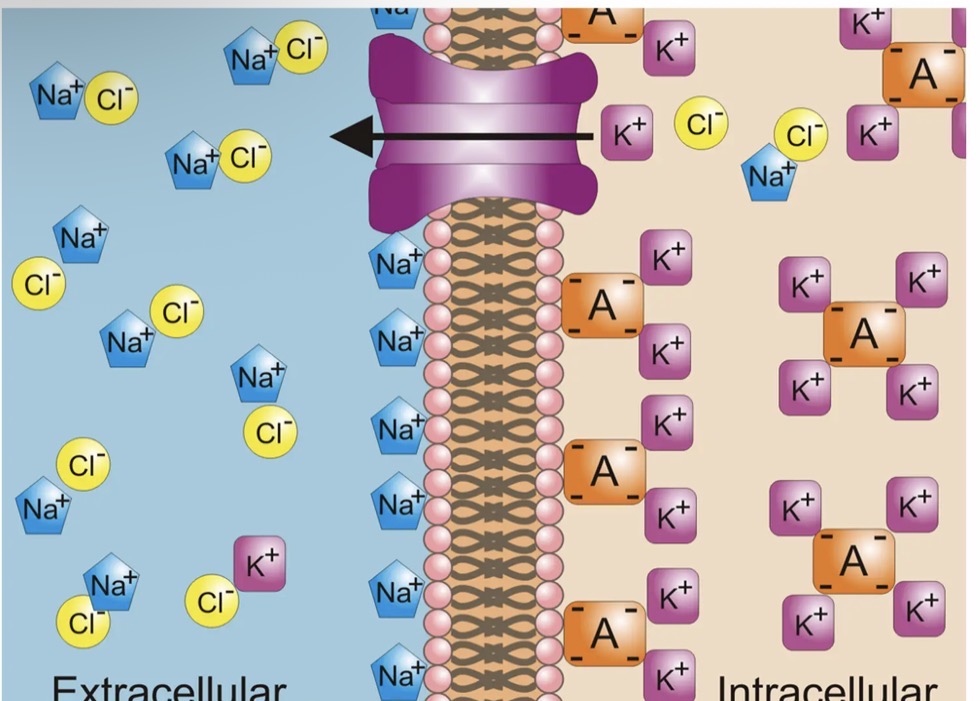 <p>When a neuron is at rest:</p><p>Inside the cell:</p><ul><li><p>There is a higher concentration of K+ ions inside the cell compared to outside the cell.</p></li><li><p>There are negatively charged ions that come from a variety of organic substances made by the cell.</p></li></ul><p>Outside the cell (extracellular fluid):</p><ul><li><p>There is a higher concentration of Nat ions outside the cell compared to inside the cell.</p></li><li><p>There is also a higher concentration of Cl outside the cell compared to inside the cell.</p></li></ul><p></p><p>This results in the inside of the cell being negatively charged and the</p><p>outside of the cell being positively charged.</p><p></p>