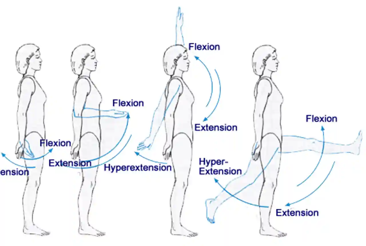 <p>straightening a joint to <strong>increase the angle</strong></p><ul><li><p>detail: <em>basically going backwards or back down with a limb</em>. in the anterior-posterior plane (<em>front-to-back</em>)</p><ul><li><p>in anatomical position, all major joints (except ankle) are at full extension</p></li><li><p>example: lowering a dumbbell back down after a bicep curl</p></li></ul></li></ul><p></p>