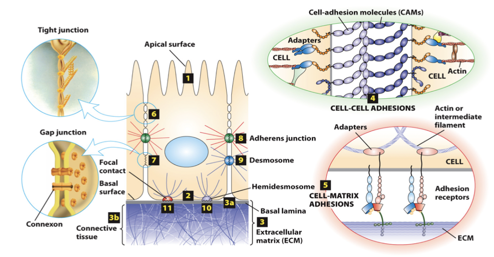 <ul><li><p><strong><u>outside-in</u> </strong>→ from CAMs and bound extracellular macromolecules to the cytoplasm </p></li><li><p><strong><u>inside-out</u></strong> → from the cytoplasm through adapter proteins to CAMs and bound extracellular macromolecules </p></li></ul><p></p>