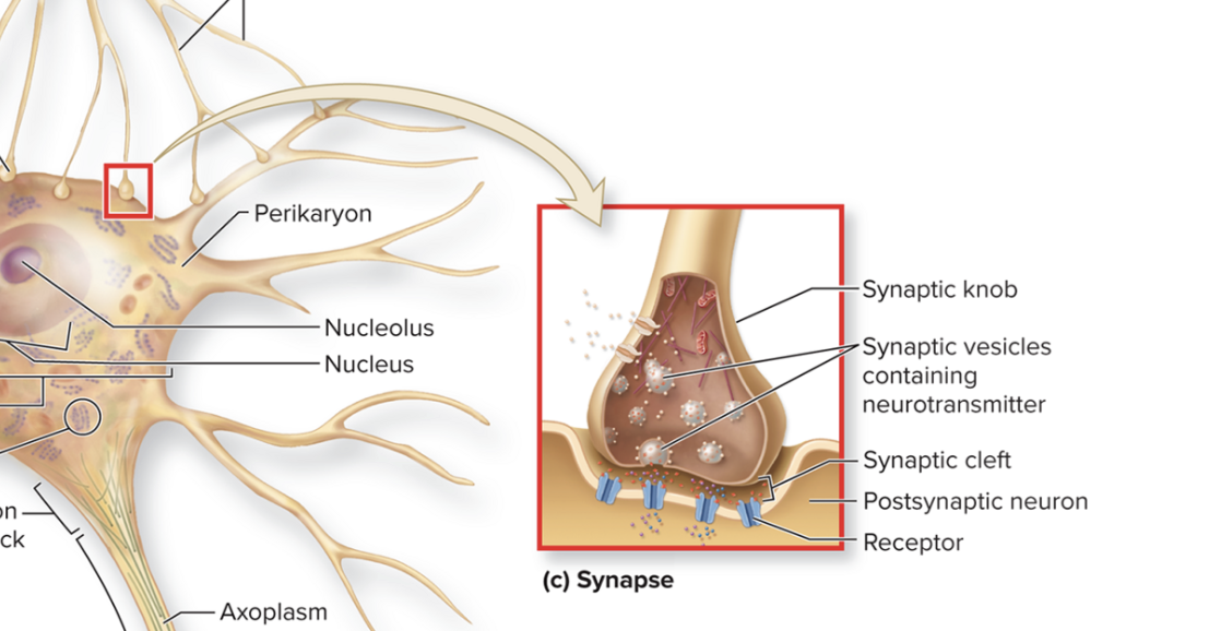 <p>What is the synaptic cleft? </p>