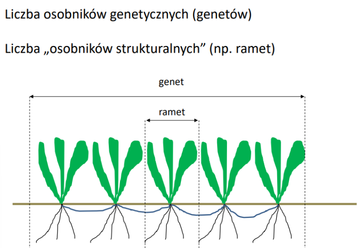 <ul><li><p>organizm modułowy</p></li><li><p>roślina powstała z jednej zygoty, może się składać z wielu modułów.</p></li></ul><p></p>