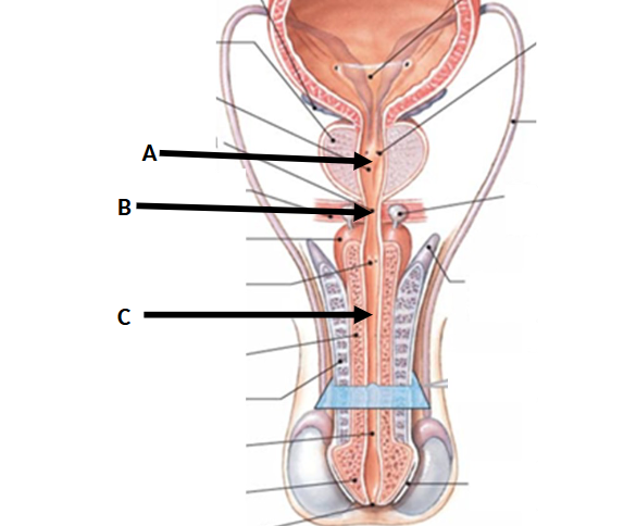 <p>A?</p>