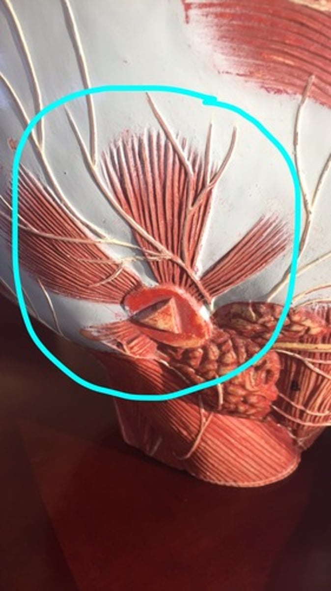 <p>tenses scalp, moves auricle of ear</p>