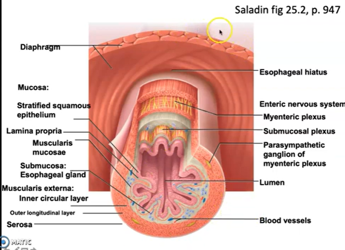 <p>Describe the basic histological plan for the alimentary canal, and modifications that are seen in various regions (stomach, small intestine, large intestine) that facilitate function</p>