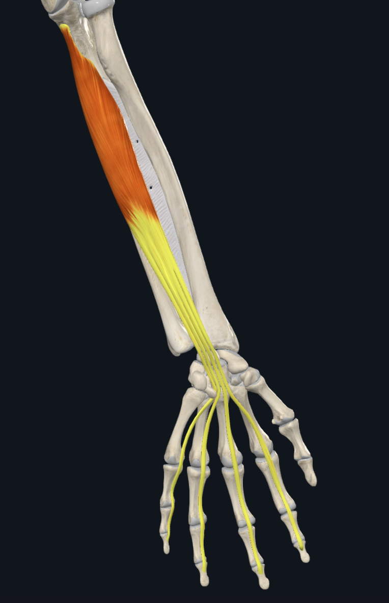 term image