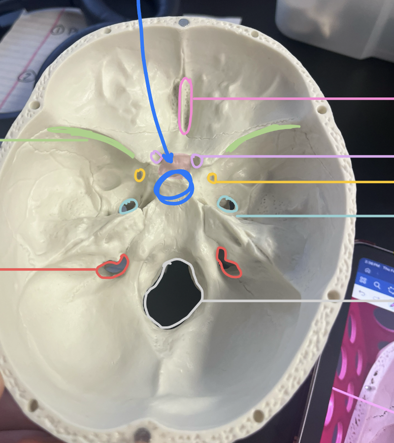 <p>Identify superior orbital fissure, foramen ovale, foramen magnum. What nerves run through them? Also the sphenoid bone and what it contains.</p>