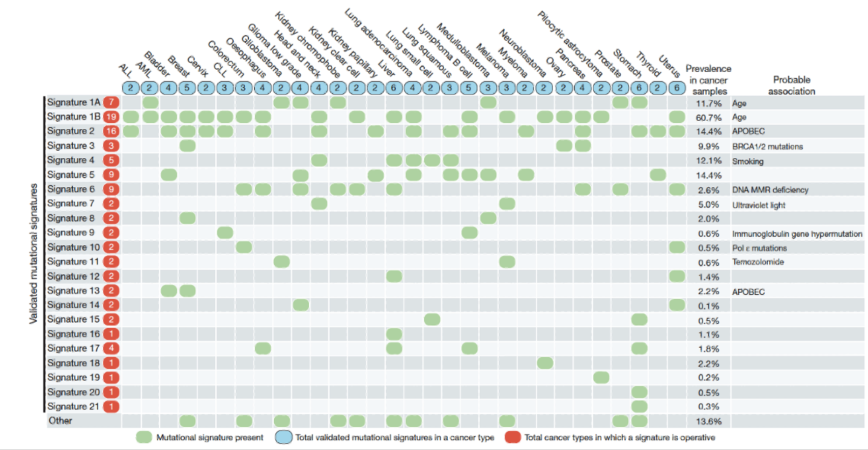 <p>Some genes are commonly mutated across all cancers: p53, KRas etc.</p><p>Some driver mutations are tissue specific: APC, VHL, BRCA1/2</p><ul><li><p>heterogeneity between cancer mutations proposes issues in therapy and biomarkers (supports need for personalised regimes)</p></li></ul><p>299 cancer genes have been identified </p><p></p><p>Mutagenic signatures have become increasingly important biomarkers for patient stratification - allow personalisation of diagnosis and treatment</p>