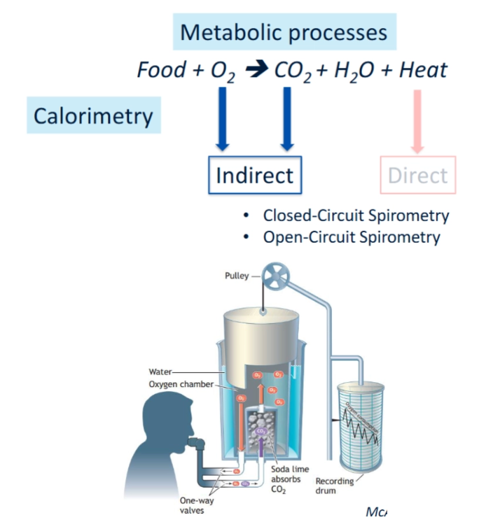 <p>Indirect calorimetry is based on the principle that <strong>energy metabolism requires oxygen and produces carbon dioxide</strong>. By measuring oxygen consumption (VO₂) and carbon dioxide production (VCO₂), it is possible to estimate:</p><ul><li><p>Total energy expenditure</p></li><li><p>The type of substrate being oxidized (carbohydrates vs fats)</p></li></ul><p>This method is useful because it provides insight into metabolic processes without directly measuring heat production, making it more practical than direct calorimetry.</p><p></p><p>Pros and cons</p><ul><li><p>Pros</p><ul><li><p>Simple method to directly measure oxygen consumption</p></li></ul></li><li><p>Cons</p><ul><li><p>Limited practical applications:</p></li><li><p>Cannot be used during physical activity</p></li><li><p>Subjects must remain close to bulky equipment</p></li><li><p>Large breathing volumes are difficult</p></li><li><p>Carbon dioxide removal insufficient during intense effort</p></li></ul></li></ul><p></p>