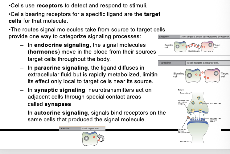 <p>Paracrine: Ligand diffuse in EXTRACELLULAR FLUID —> LOCAL TARGET</p><p>Autocrine: Cell produces own signal —> OWN TARGET</p>