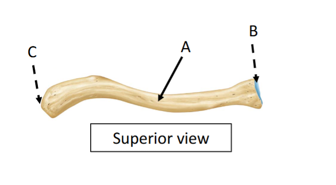 <p>C</p>