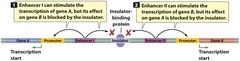 <p>Enhancers are DNA sequences that bind transcriptional activators to stimulate transcription from a promoter.</p>