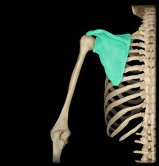 <p>identify the structure</p>