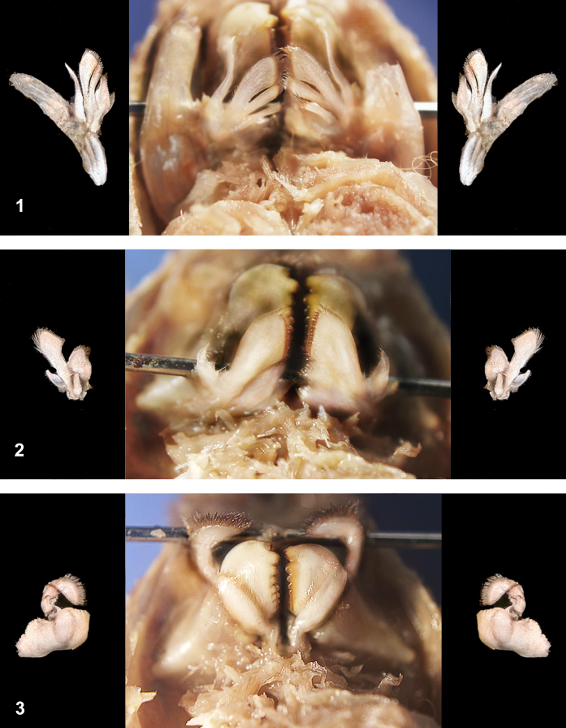 <p>taxa</p><p>label numbers</p>