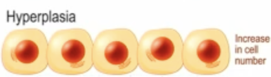 <p>increased number of muscle cells</p>