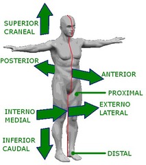 <p>explain where one body structure is in relation to another</p>
