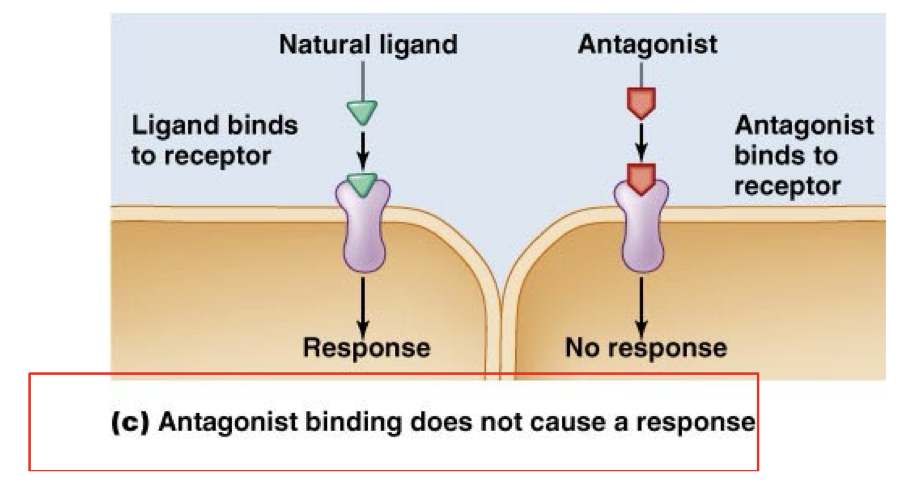 <p>Binds to the same receptor as the natural hormone but blocks any response from happening.</p><p>Prevents the natural response. </p>