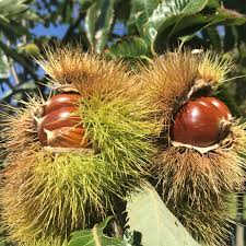 <p><strong>(<em>Castanea dentata × mollissima</em>)</strong> – Tree with long serrated leaves, spiny burs. Woodlands/orchards. <strong>Autotroph; ectomycorrhizal.</strong><br><strong>Uses:</strong> Edible nuts; restoration species.</p>
