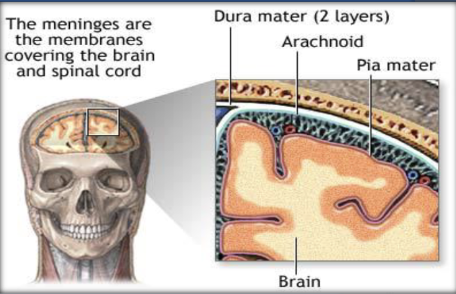 <p>Dura mater</p>