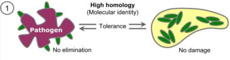 <p><strong>Molecular mimicry</strong> = organisms coat themselves w/ host proteins → conceal foreign identity</p><ul><li><p>Adult schistosomes</p></li></ul><p></p>