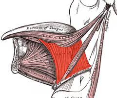 <p>EXTRINSIC SUPRAHYOID</p><p></p><p>origin: greater horns and body of hyoid</p><p></p><p>insertion: posterior, lateral portion of tongue</p><p></p><p>innervation: CN XII (hypoglossal, motor branch</p><p></p><p>function: elevates hyoid, lingual depressor; influences position of larynx indirectly </p>