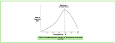 <p>1. An increase in temperature provides molecules with more kinetic energy</p><p>2. This results in more collisions between active sites and substrate molecules, which leads to the formation of more enzyme-substrate (E-S) complexes</p><p>3. This increases the rate of reaction up to the optimum temperature, where the rate of reaction is at its maximum</p><p>4. Increasing the temperature above this point causes the tertiary structure of the enzyme to denature, as the hydrogen and ionic bonds are broken</p><p>5. The active site changes shape and is no longer complementary to the substrate, so fewer E-S complexes are formed</p><p>6. The rate of reaction decreases as the substrate has difficulty binding to the altered active site</p>
