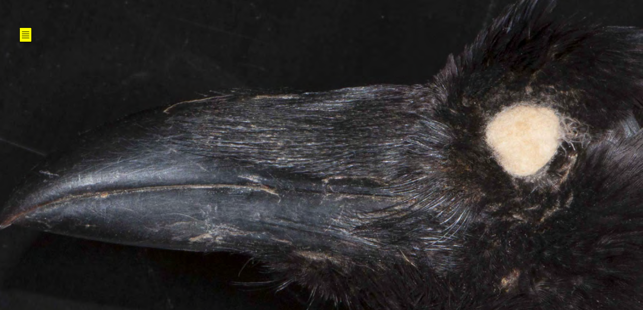 <p>Common Raven</p>
